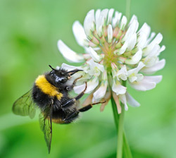 Humla som sitter på en klöverblomma.